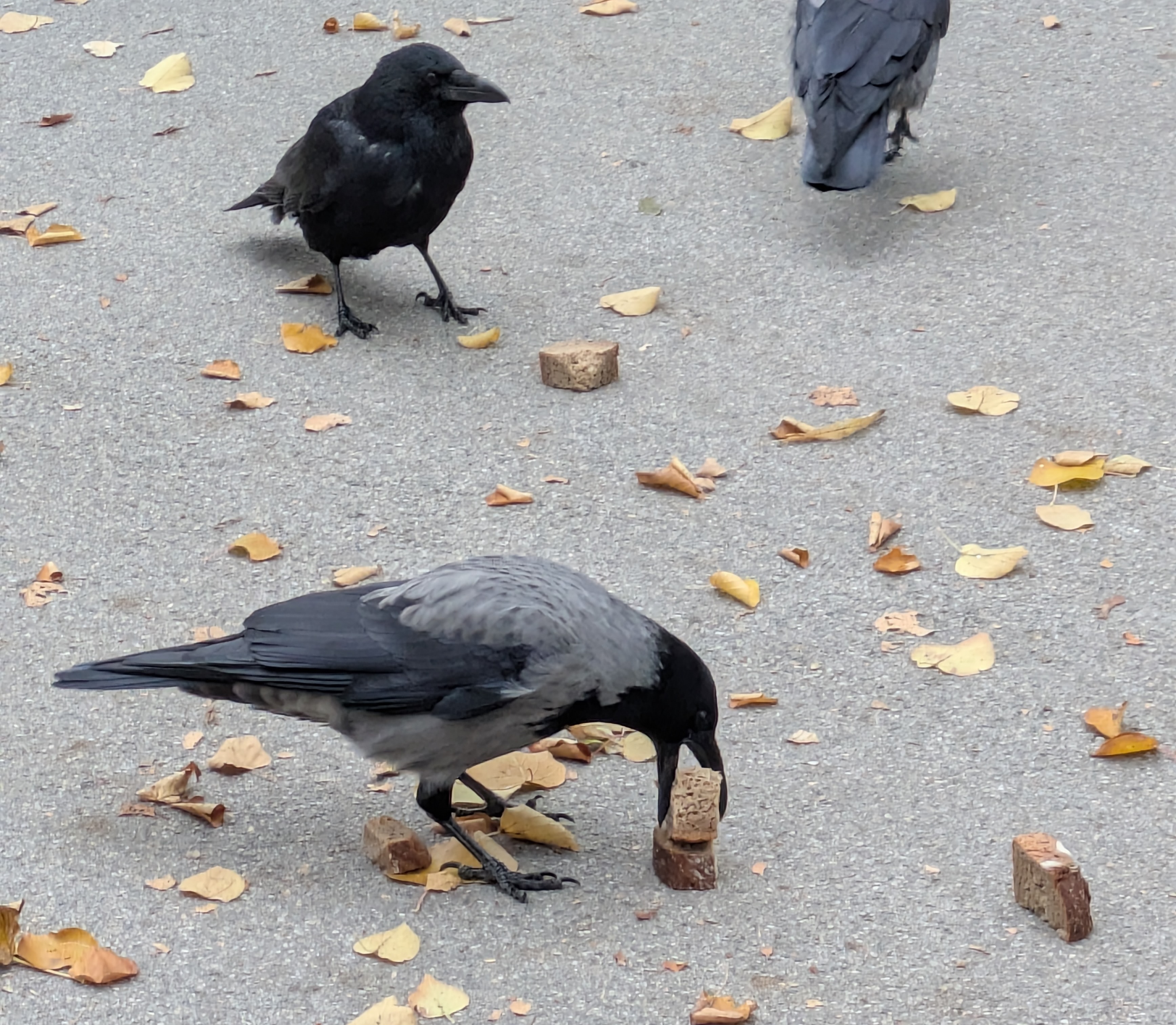 crows